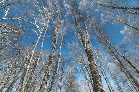 Vertical birch trunks framing blue sky, repetitive lines and patterned bark c Stock Photos