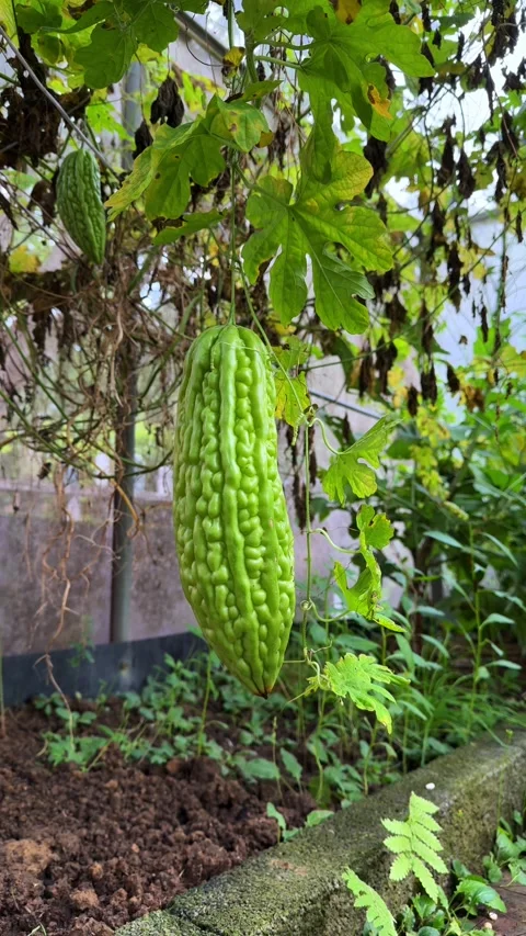 (Vertical) Bitter Melon Hanging from a Vine in a Home Garden Stock Footage 342105324