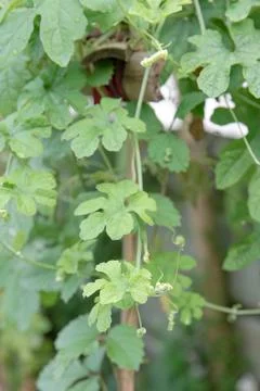 Vertical Bitter Melon Vine with Young Green Leaves and Natural Detail Stock Photos