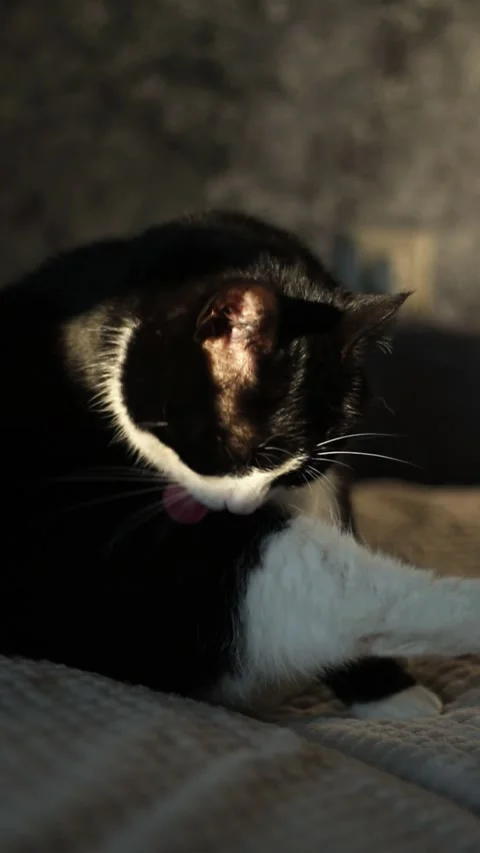 Vertical. Black and white cat cleans itself with tongue sitting on couch Stock Footage 314896961