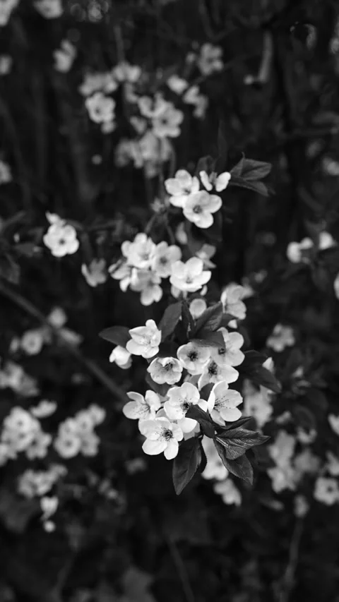 A vertical black and white view of delicate spring blossoms near Walensee 스톡 동영상 332628895