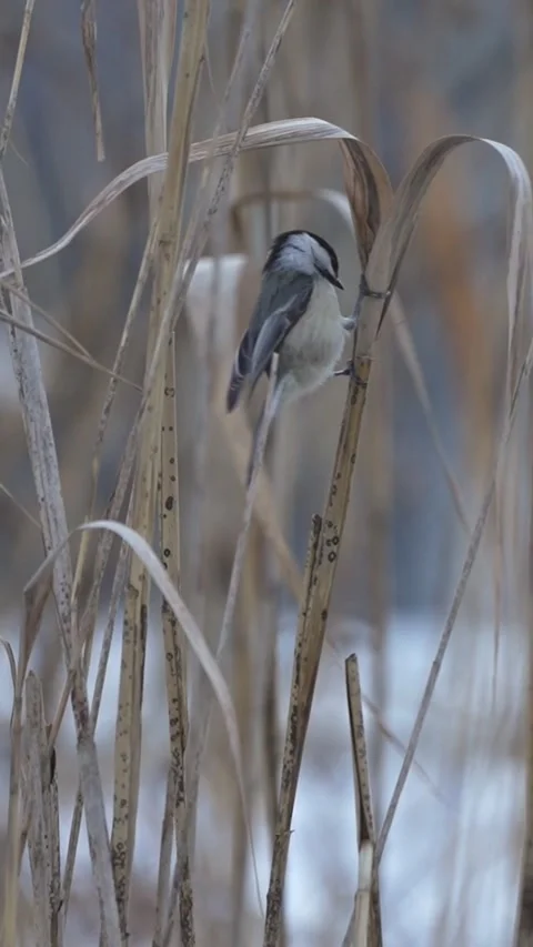 Vertical Black-Capped Chickadee Moving Between Reeds Vídeo Stock 335938766