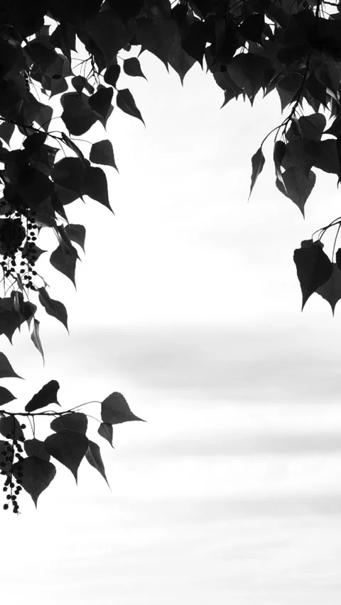 Vertical black tree leaves shadows moving on white background, leaf silhouette Stock Footage 274525422