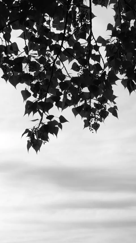 Vertical black tree leaves shadows moving on white background, leaf silhouette Stock Footage 276456156
