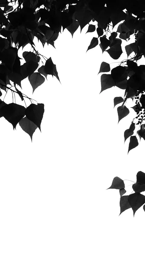Vertical black tree leaves shadows moving on white background, leaf silhouette Stock Footage 276879780