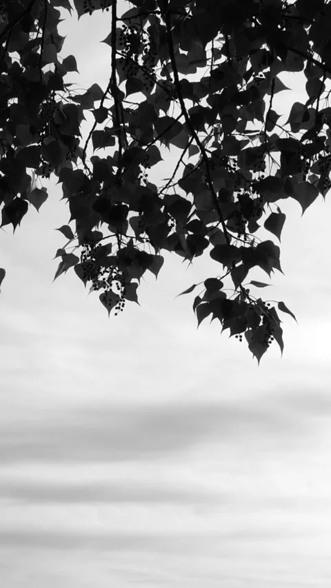Vertical black tree leaves shadows moving on white background, leaf silhouette Stock Footage 278505193
