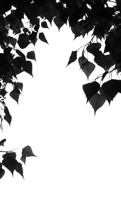 Vertical black tree leaves shadows moving on white background, leaf silhouette Stock Footage 279051993