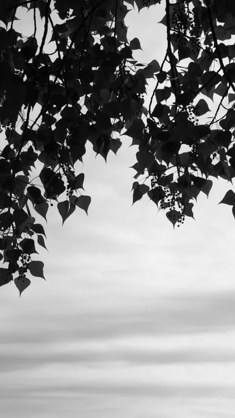 Vertical black tree leaves shadows moving on white background, leaf silhouette Stock Footage 279625342