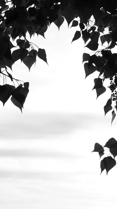 Vertical black tree leaves shadows moving on white background, leaf silhouette Stock Footage 280100919