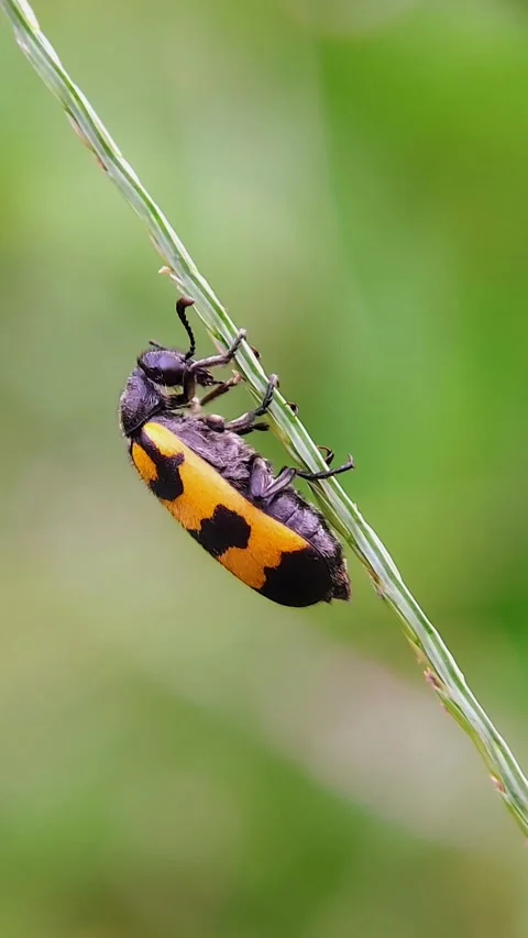 Vertical Blister Beetle (Mylabris) Clinging Grass Stem 4K Slow Motion Stock Footage 346490886