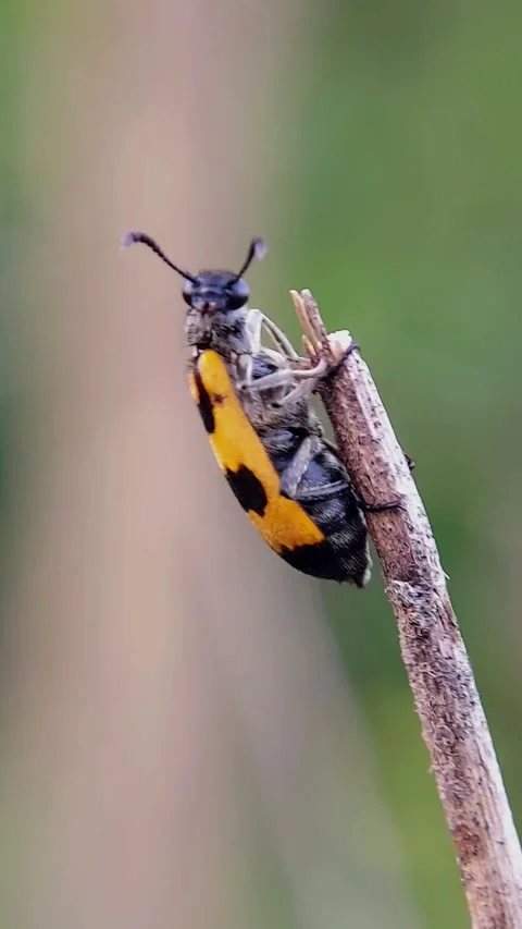 Vertical Blister Beetle (Mylabris) Perching Twig 4K Slow Motion Stock Footage 346490504