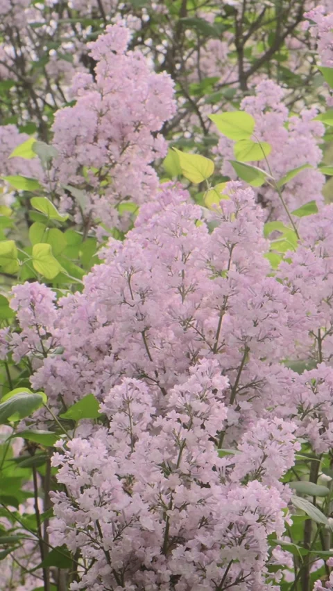Vertical blooming lilac bushes in spring Stock Footage 309886973