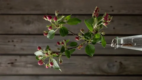 Vertical blooming timelapse of red apple tree flowers Video stock 233195363