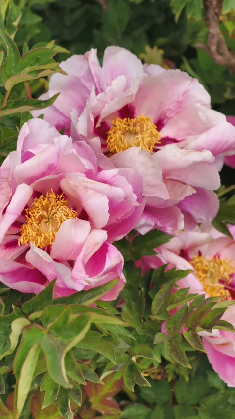 Vertical Blooming Tree Peony Flower in Slow Motion 4K Stockbeeldmateriaal 334863063