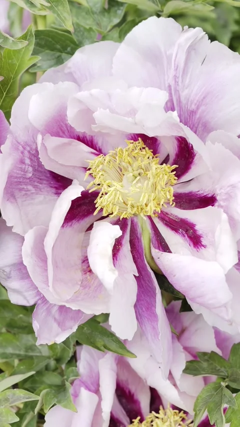 Vertical Blooming Tree Peony Flower in Slow Motion 4K HDR 動画素材 334863158