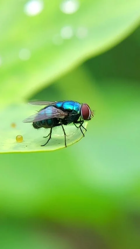 Vertical Blow Fly (Calliphoridae) Resting on Leaf 2K Slow Motion Stock Footage 346232707