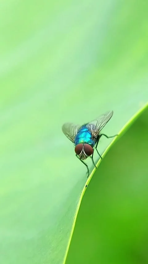 Vertical Blow Fly (Calliphoridae) Resting on Leaf 4K Slow Motion Stock Footage 346232912