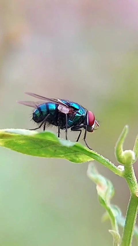 Vertical Blow Fly (Chrysomya megacephala) Resting on Leaf 2K Slow Motion Stockbeeldmateriaal 346176402