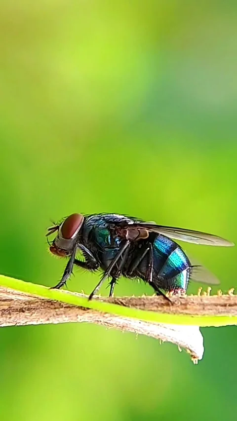 Vertical Blowfly (Calliphoridae) Crawling Stem 2K Slow Motion Stockbeeldmateriaal 346288086