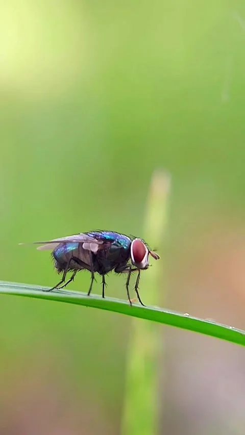 Vertical Blowfly (Chrysomya) Perching Green Leaf 4K Slow Motion Stock Footage 346366633