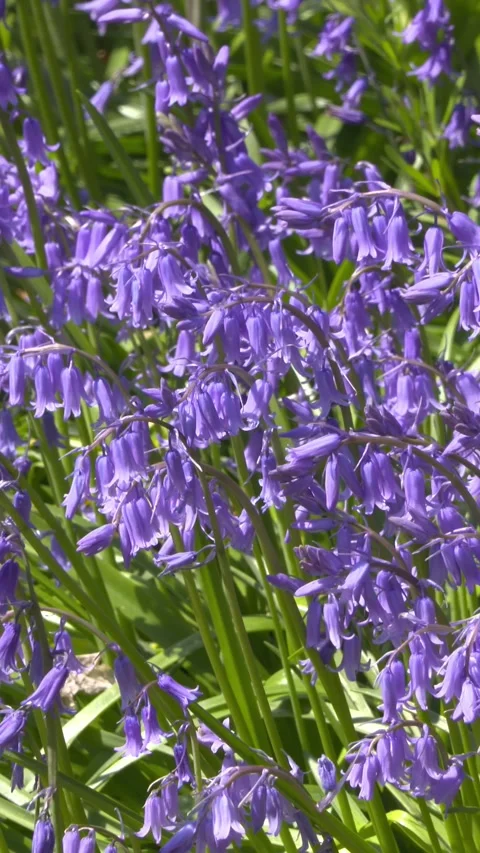 Vertical - Bluebells Hyacinthoides non-scripta bloom Stock Footage 309084026
