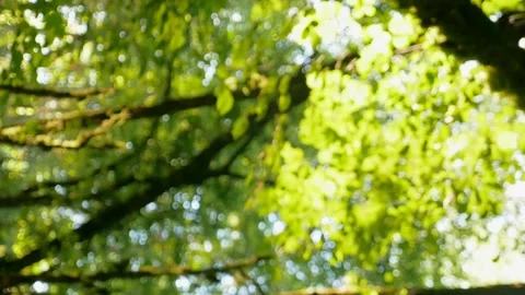 Vertical. blurred background, rainforest with sunbeams breaking through the Stock Footage 142834246