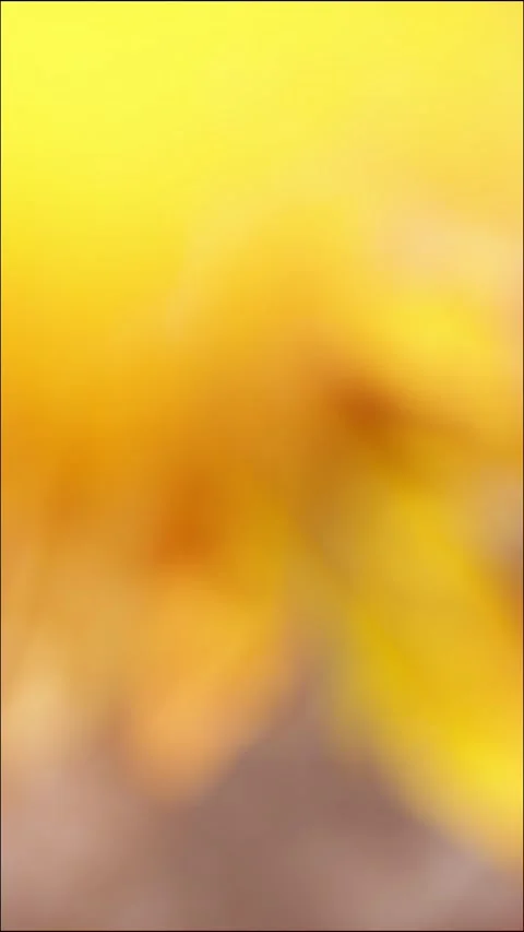 Vertical blurred golden maple leaves with soft wall shadows for autumn back.. 動画素材 345360668