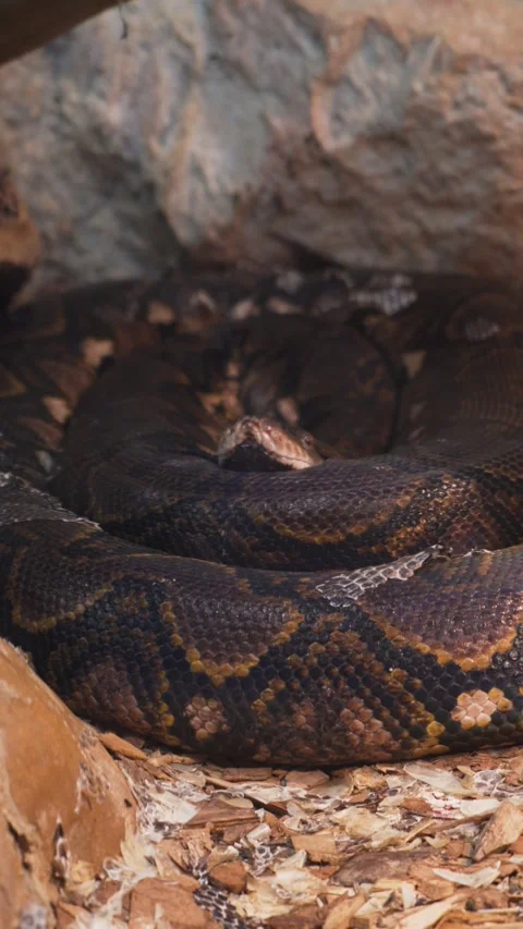 Vertical Boa Snake Coiled on Grey Rocks with a Mysterious Gaze Stock Footage 306667586