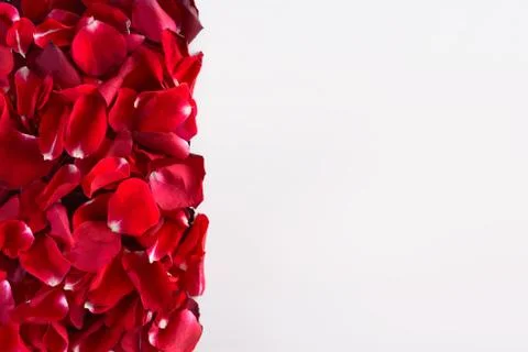 Vertical border from rose petals Stock Photos