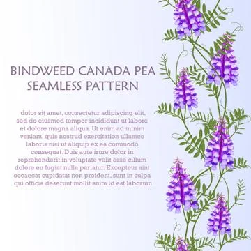 Vertical border seamless pattern wildflowers bindweed bird vetch canada pea Stock Illustration