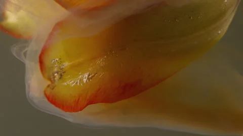 Vertical botany paint ink wave smoke tulip flower Stock Footage 341300098