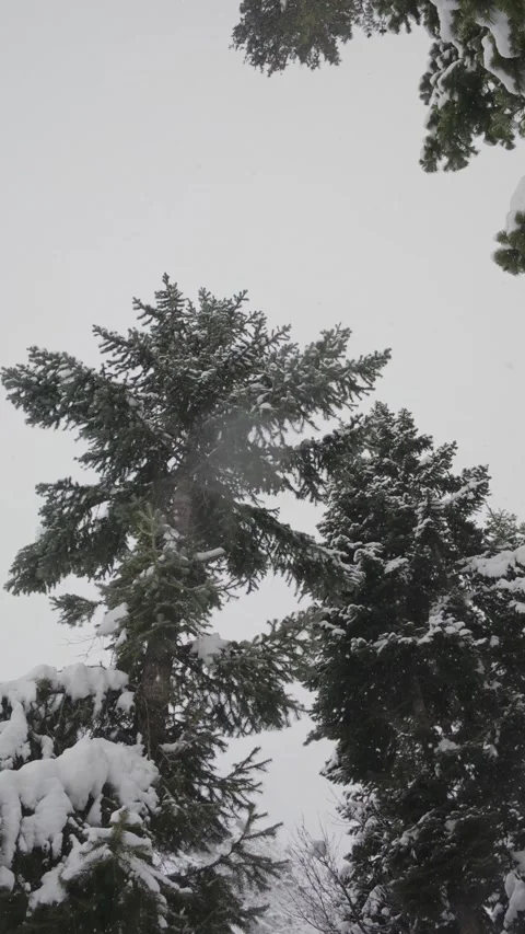 Vertical Bottom Up View of Snowy Pine Trees and Falling Snow Stock Footage 327690654