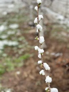 Vertical branch with sprouting buds covered in snow due to unexpected spring Stock Photos