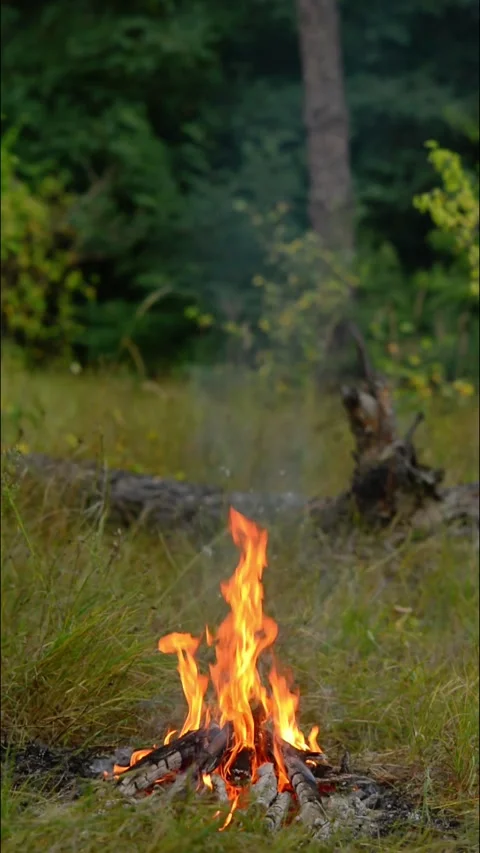 Vertical Bright Campfire Flames in Woods Loop Stock Footage 343343499