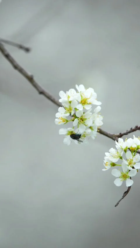 Vertical Bright White Spring Blooms Close Up Stock Footage 332748273