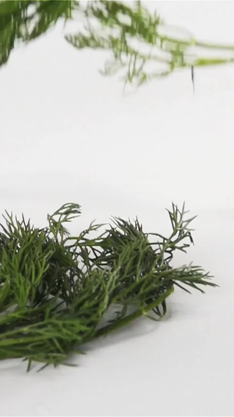 Vertical of Bunch of dill falling down on white surface Stock Footage 305515456
