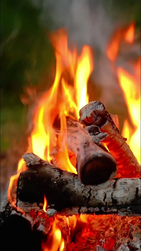 Vertical burning campfire with bright flames and smoke in forest nature Stock Footage 341878747