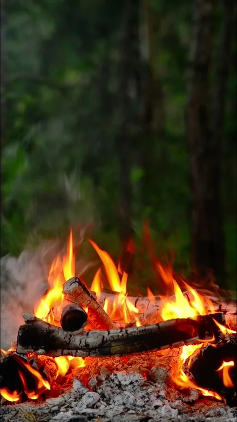 Vertical burning campfire with logs and bright flames in forest nature Video stock 341878311
