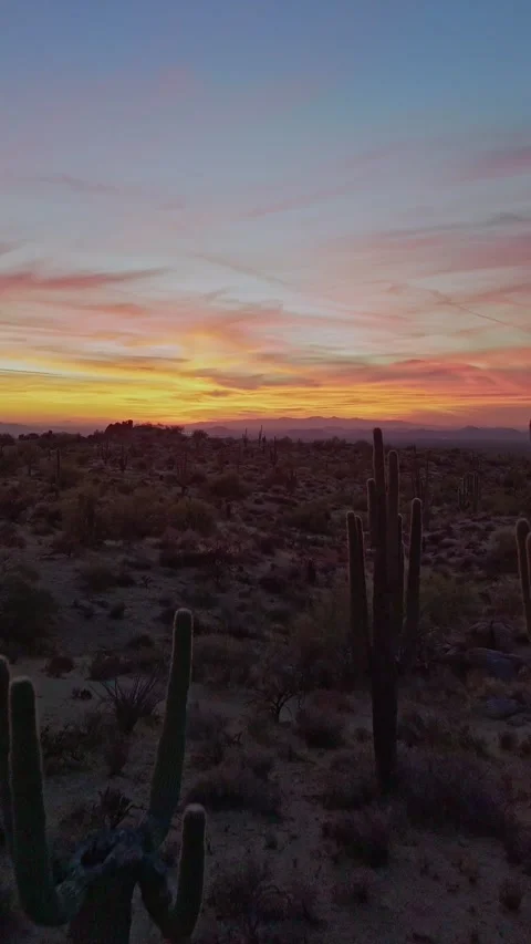 Vertical Cactus Stand Drome Fly Over At Sunset Time Arizona Stock Footage 343881919