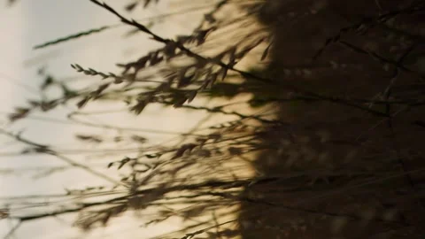 Vertical camera flies through the dry grass at sunset or sunrise rays of light Stock Footage 246957661