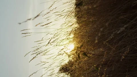 Vertical camera flies through the dry grass at sunset raysblooming light Stock Footage 246957694