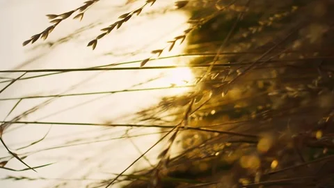 Vertical camera flies through the dry grass at sunset or sunrise rays of Stock Footage 246957736