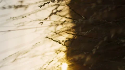 Vertical camera flies through the grass at blooming sunset Stock Footage 246957657