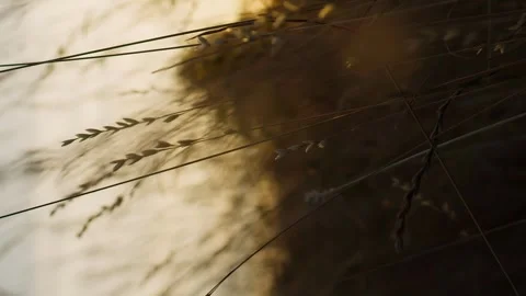 Vertical camera flies through the grass at sunset or sunrise Stock Footage 246957658