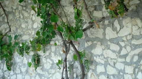 Vertical Camera Movement of Ancient Wine Grape Vine in Summer Stock Footage 249878436