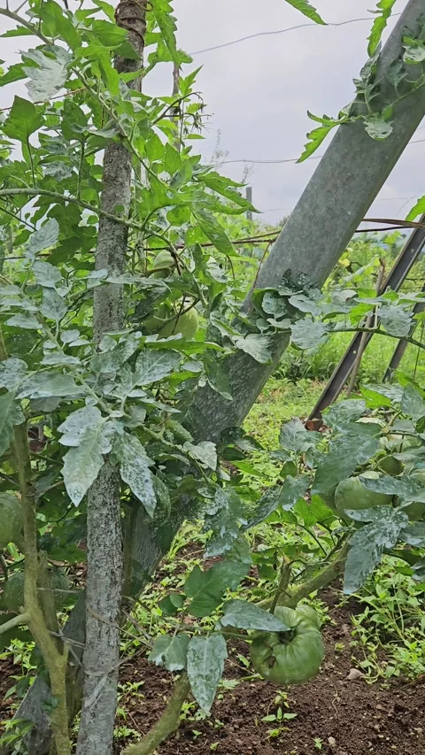 Vertical camera movement around tall tomato plants bearing large green fruit Stock-Footage 342037015