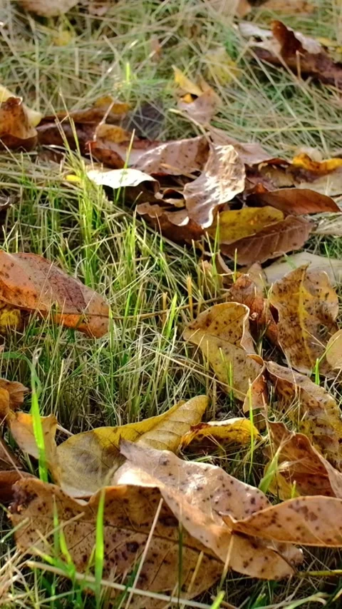Vertical Camera Movement over Autumn Leaves 库存影片 347389251