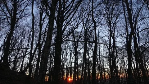 Vertical camera movement through bare trees at sunset in winter forest Stock Footage 335687074
