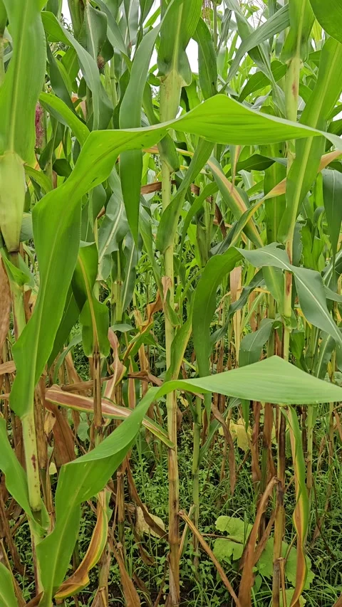 Vertical camera moves forward through dense rows of tall green corn plants with Stock-Footage 342036965