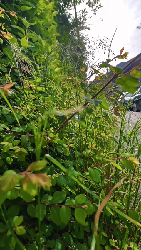 Vertical Camera Moving Backward Through Green Grass and Wild Plant Foliage 4K Stock-Footage 334871105